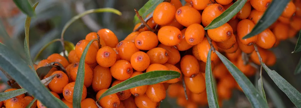 Rokitnik zwyczajny (Hippophae rhamnoides)