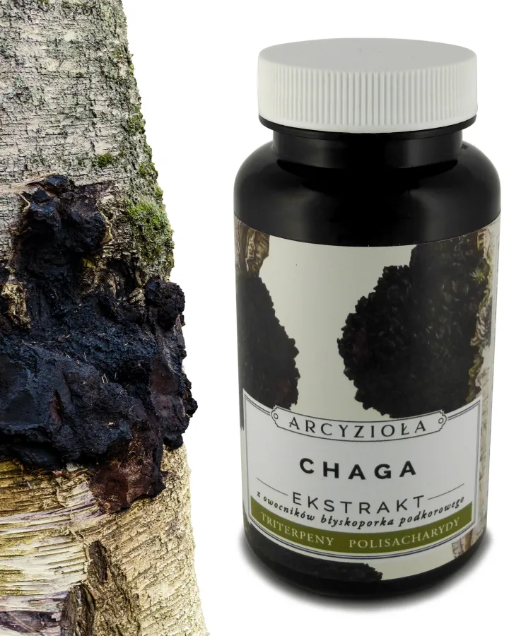 Chaga 50g błyskoporek podkorowy
