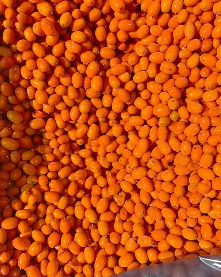 Mrożone owoce rokitnika 5kg